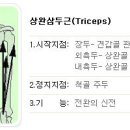 오버헤드 트라이셉스 프레스아웃(Fitness Band Overhead Triceps Press Out) 이미지