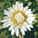 하얀민들레 이미지