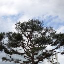 진짜루 이미지