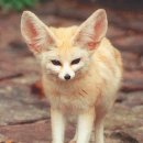 어린왕자 이미지