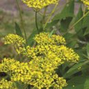 꽃과 식물로 정원가꾸기 이미지