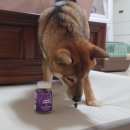 (주)하나로메디 | 메디퍼피 액티브 F 후기｜관절·체지방 관리까지 가능한 강아지 전문 영양제