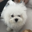 멍블리펫뷰티 이미지