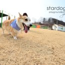 씨-스타 이미지