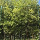 경포의하루 이미지