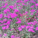 해주꽃화원 이미지