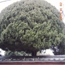 코닥군산