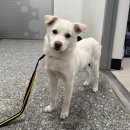 사단법인 동부 유기동물보호협회 | 25. 11. 29 유기동물 등록현황(공고 63마리, 보호중 2마리)