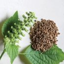 들깨나라 이미지