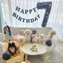 강아지 애견유치원] 벌써 7주년이라니! 바둑이연구소 댕댕이들과 우당탕탕 생일파티 (케이크 ASMR 영상 🎧)