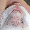 분당데이지동물병원 이미지