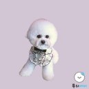 푸치베베 이미지