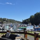 이번 가을에도 "Pedder Bay Marina"에 혹등고래 구경을 갔다왔습니다. 이미지