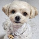 위드펫동물병원 미용실 | 강아지 간 영양제 벳앤펫 간케어 담낭슬러지 재구매템 내돈내산 솔직후기