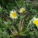 흰민들레농장 이미지