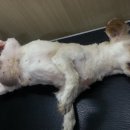 이성준동물병원 이미지