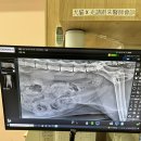 마마동물병원 이미지