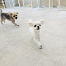행복한 유치원 | 구리애견유치원 강아지의 행복한 하루, 멍땅 유치원 후기