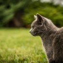 가나 동물병원 이미지