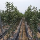 성보농원 이미지