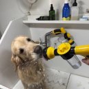 허벌라개 | 광주전남 애견 출장목욕 허벌라개