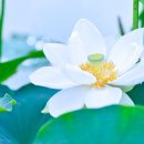 서초연꽃 이미지