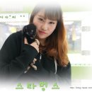 지아 애견샵 이미지