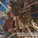 삼삼직거래유통 이미지