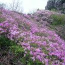 ^*^ 159차 정기산행 화순 백아산810m (철쭉산행) 이미지