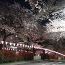 LG로 벚나무길 이미지