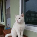 밥과 간식 이미지