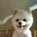 름자펫살롱 이미지