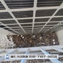 비둘기2길 이미지