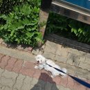 댕이샤워 이미지