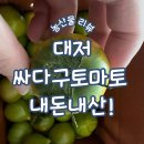 등구농장 | 대저 싸다구토마토농장 내돈내산!