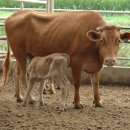 국민축산 이미지