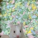 패러그린샵 동래점 이미지