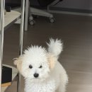 물머리집 | 애견동반 가평&amp;양평 여행, 1박2일 완벽코스 추천🐶 펜션, 맛집, 카페 일기 (2026.03)