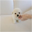 올래퍼피 | 청결함과 전문 상담까지! 인천강아지분양 홍스퍼피 방문 후기