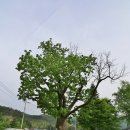 하장초 갈전분교장 | 삼척시 하장면 갈전리당숲을 지나 토산리 은치교를 건너다/한강종주 도보여행