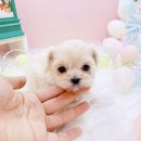 미유펫대구 강아지분양고양이분양(도그플러스동물병원) 이미지