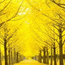 은행나무농장 이미지