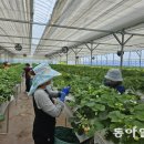 이문수농장 동아일보
