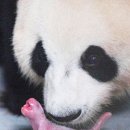 판다온