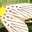 검은들로 이미지