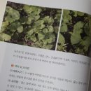 백세장수약초