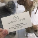 하오쿠 | 부산 송정애견카페 하오쿠, 확장 이전하고 다녀온 솔직 후기!!