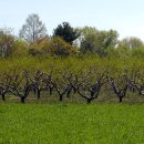 organic apple orchard 이미지