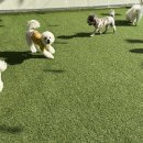 핸즈독(HANDSDOG) 이미지