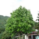 메밀주유소 이미지